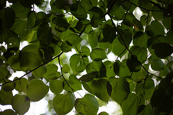 Linden Tree, lilanga la changa, graphy, Nature HD wallpaper