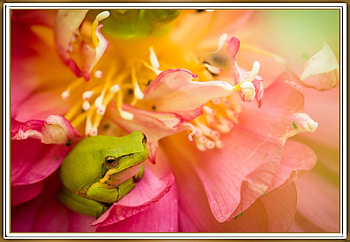 FROG ON FLOWER, NATURE, FLOWERS, FROG HD wallpaper