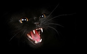 Black Cat | Black Cat | Cool HD wallpaper