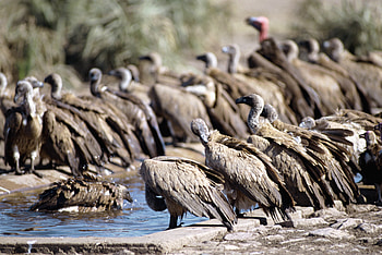 Animals, Flock, Watering, Vultures, Waterhole HD wallpaper