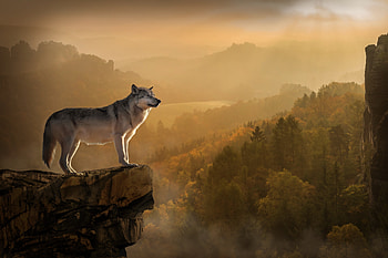 Wolf, Forest, Wolves, Animal HD wallpaper