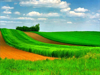 Green Carpet, carpet, beautiful, , green HD wallpaper