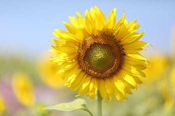 Close-up of a blooming sunflower under a bright blue sky showcasing vibrant yellow petals. HD wallpaper