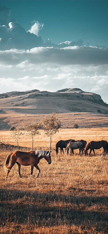 Best Kazakhstan HD phone wallpaper