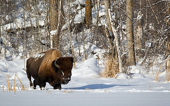 Winter wonderland with bison, Snowy landscapes, Wildlife tees, Forest hideaway HD wallpaper