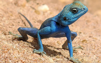 Blue lizard popular backgrounds HD wallpaper