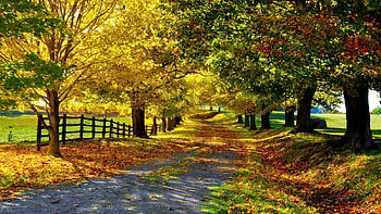 Landscape, Trees, Roads, Autumn HD wallpaper
