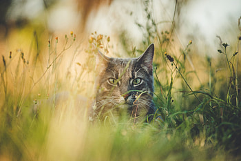 Animals, Grass, Cat, Pet, Hide, Animal HD wallpaper