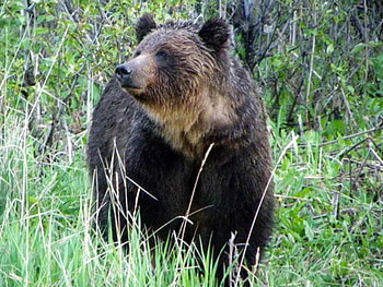 Grizzly Bear, grizzly, cool, bear HD wallpaper