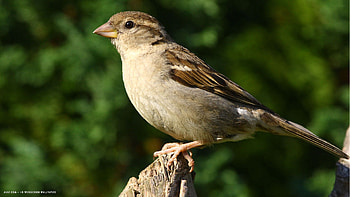 Sitting sparrow, , Stunning bird, Nature backdrop HD wallpaper