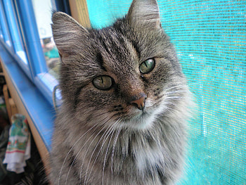 Animals, Cat, Fluffy, Muzzle, Eyes, Kind HD wallpaper