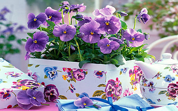 Pansies, panselute, pansy, purple, flower, vase, spring, pot HD wallpaper