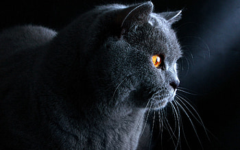Animals, Cat, Muzzle, Grey, British HD wallpaper
