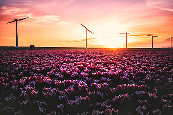 Lavender-Field Sunset, nature, field, sunset, Lavender HD wallpaper