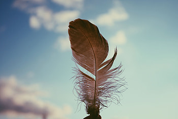 Sky, Feather, Miscellanea, Miscellaneous, Blur, Smooth, Pen HD wallpaper