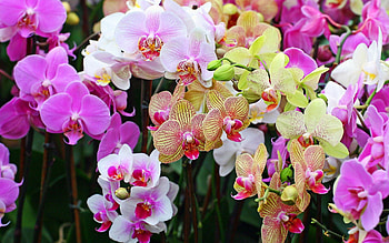 Flowers, Bright, Close-Up, Colorful, Orchids, Different HD wallpaper