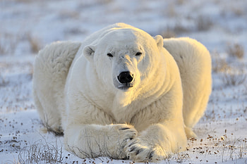 White, polar bear, predator, calm, sit HD wallpaper