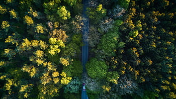 Aerial graph of a vibrant forest in Stralsund, Germany, showcasing diverse foliage and a road cutting through. HD wallpaper