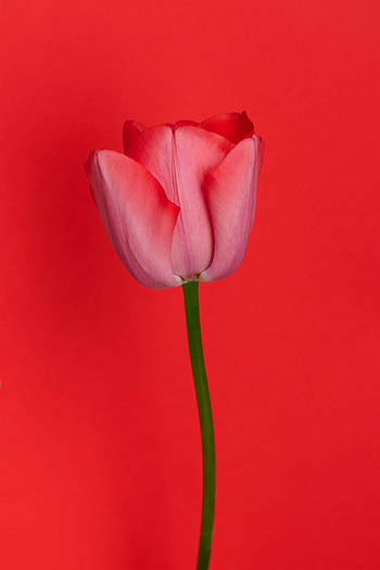 Fantasy, Flower, Tulip HD phone wallpaper
