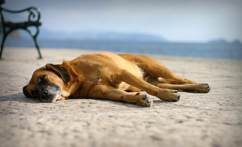 Animals, Sand, To Lie Down, Lie, Dog, Dream, Sleep HD wallpaper
