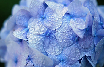 Hydrangea, blue, water drops, macro, flower HD wallpaper