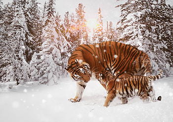 Tiger With Cub , tiger, animals, cub, winter, snow HD wallpaper