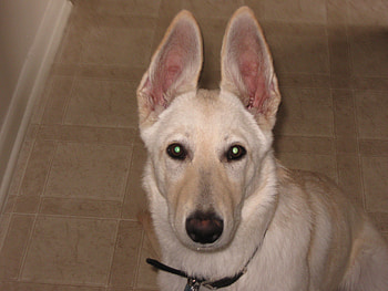 Camie Lee with a straight look, dogs, puppy, german sheperd HD wallpaper