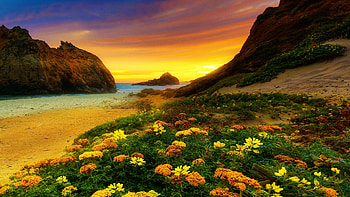 Sunset at the Californian Coast, sand, colors, clouds, flowers, sky, rocks, usa HD wallpaper