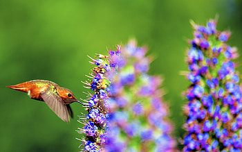 Hummingbird, , Background HD wallpaper