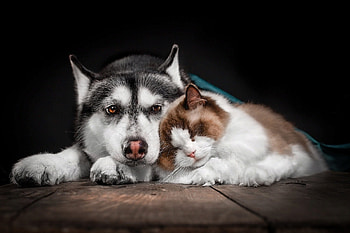 :), animal, dog, black, pisici, couple, pet, cat, caine HD wallpaper