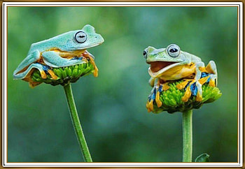 TWO CUTE FROGS, NATURE, FROG, CUTE HD wallpaper