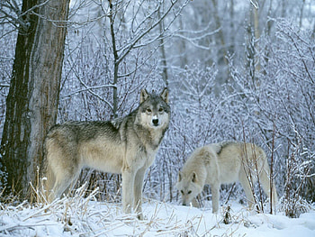 LOBOS DO ARTICO, neve, animal, branco, frio, fauna, natureza HD wallpaper