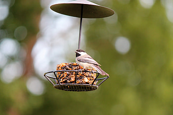 Chickadee, feeder, , bird HD wallpaper