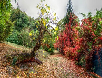 cloudy day but vivid autumn colours, autumn, colours, clody, vivid HD wallpaper