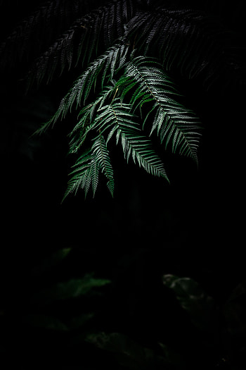 Nature, Leaves, Plant, Dark, Fern, Carved HD phone wallpaper