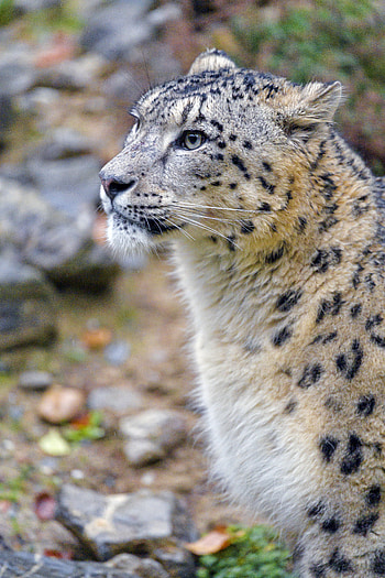 Animals, Snow Leopard, Wildlife, Animal, Wild, Irbis HD phone wallpaper