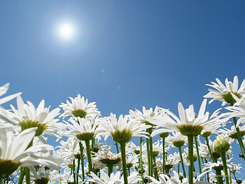 Plants, Flowers, Sky, Sun, Camomile HD wallpaper