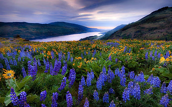 Landscape, Flowers, Rivers HD wallpaper
