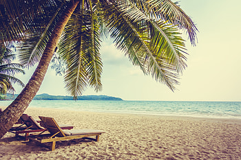 Palm tree, beach, sand, holiday, summer HD wallpaper