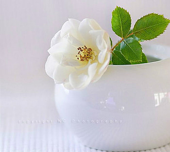Simply white, white, green leaves, flower, vase, bloom HD wallpaper