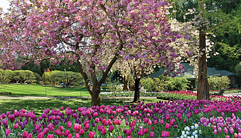 Butchart Gardens, Canada, blossoms, tulips, spring, park, tree HD wallpaper