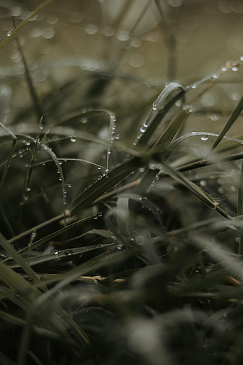 Grass, Drops, Macro, Dew HD phone wallpaper
