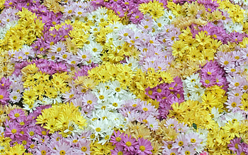 Background, Plants, Flowers HD wallpaper