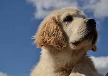 Young golden retriever, dog, golden, retriever, little HD wallpaper