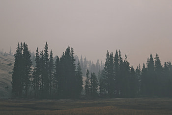 Dark, Forest, Fog, Hill HD wallpaper