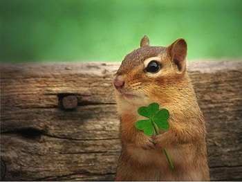 I Got My Clover For St. Patrick's Day, clover, eyes, chipmunk, wood, animals, green, ears, three, squirrel HD wallpaper