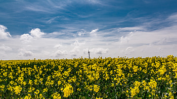 Flowers, Sky, Field HD wallpaper