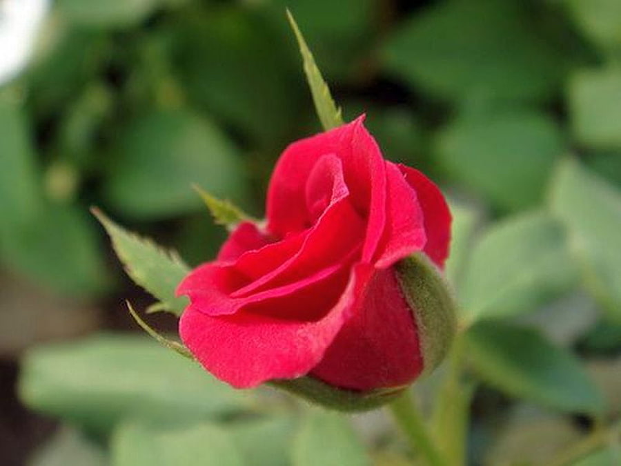 Red Rose, rose, beautiful, , red HD wallpaper