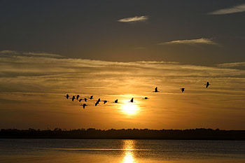 Great Herons Flying at Sunset, Rivers, Nature, Herons, Sunsets, Birds, Sky HD wallpaper