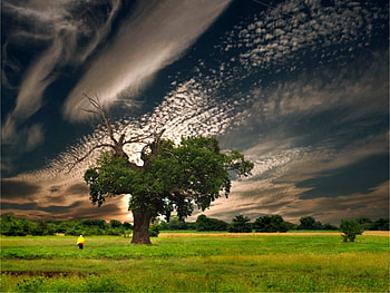 Beautiful Clouds, , clouds, cool, beautiful, tree HD wallpaper